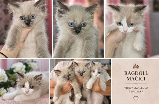 Ragdoll, mače