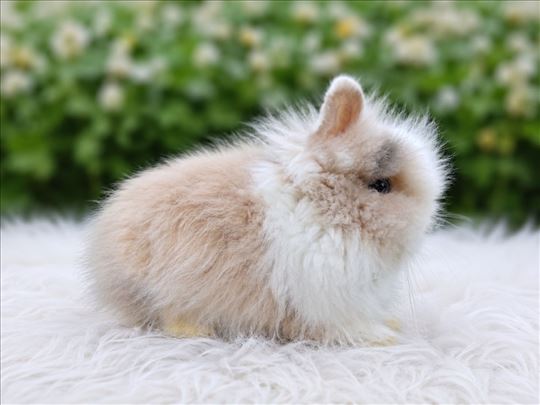 Lavići traže domove 