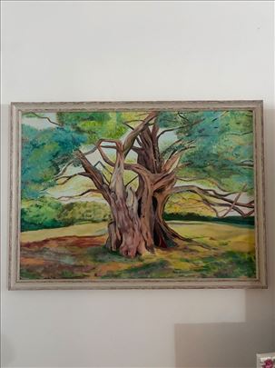 Stara maslina, akril na platnu