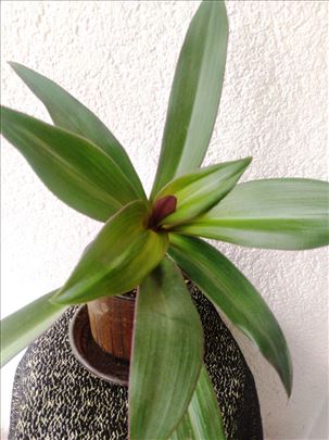 Mojsijeva kolevka - Tradescantia spathacea