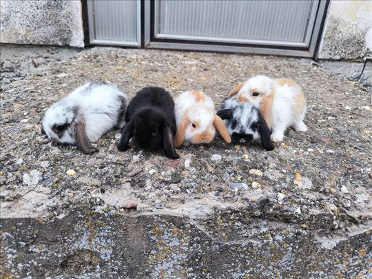 Patuljasti kunići lavlje glave i ovnoliki