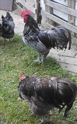 Petlovi plavog Australorpa ( 15 meseci ) Barajevo