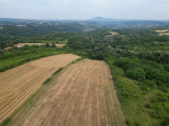 Trešnja