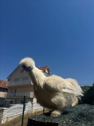 Živina