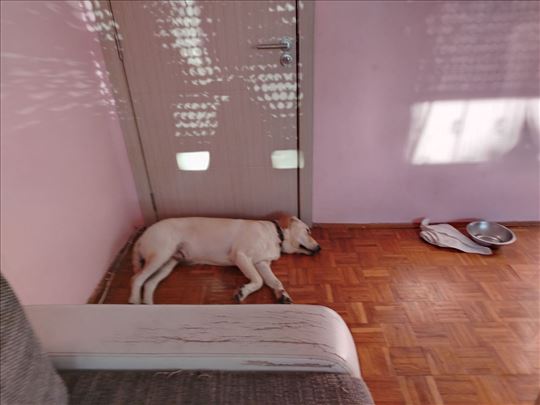 Labrador retriver, mlad pas