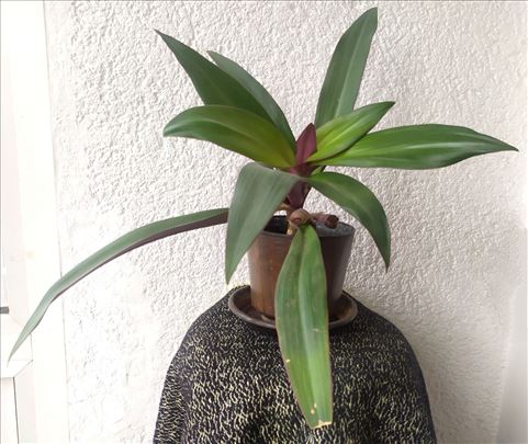 Mojsijeva kolevka - Tradescantia spathacea