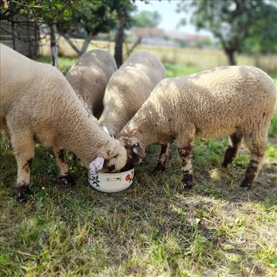 Prodajem domaće svrljiške jaganjce (35-40 kg)