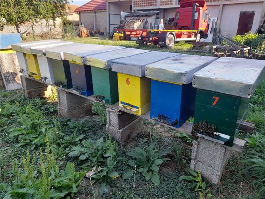 Rojevi LR pčela na 5 ramova
