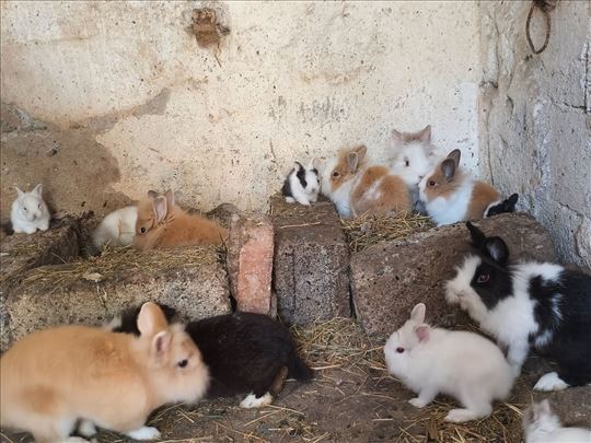 Čupavi zečići lavlja glava