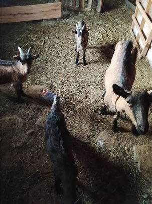 Prodajem Alpsku kozu sa jarićima