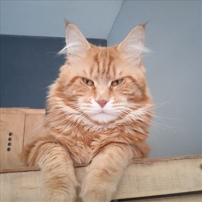 Maine Coon mačak