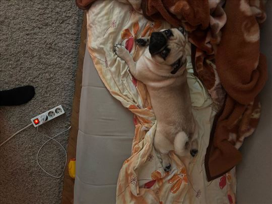 Mops , mlad pas