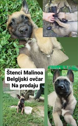 Belgijski ovčar, Malinoa, štenci
