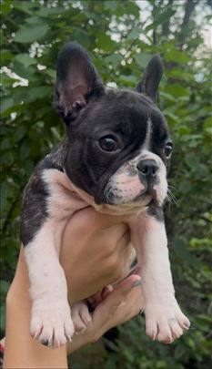 Francuski buldog, štenci