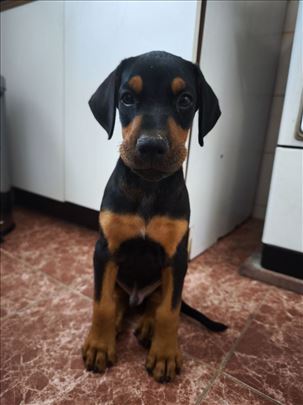 Doberman štene mužjak