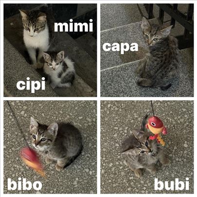 Mačka i četiri mačića