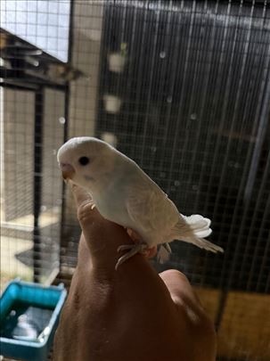 Tigrice ptice papagaji