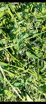 Lucerka rolo bale