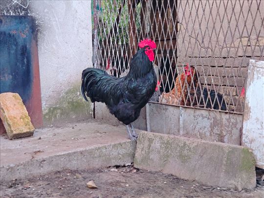 Petlovi australop, amrok i italijanka