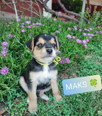4 preumiljata steneta traze svoje domove