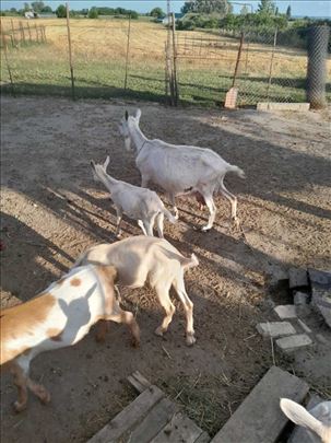 Koza i 2 ženska jareta