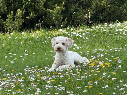 Poklanja se Lagotto Romagnolo – Ogi