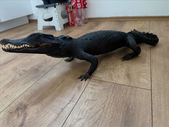 Preparirani pravi krokodil