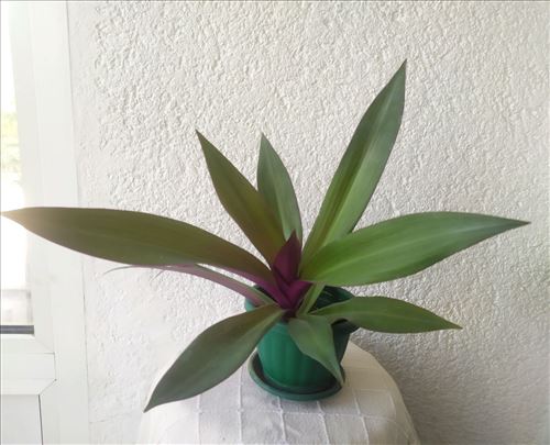 Mojsijeva kolevka 30 cm - Tradescantia spathacea