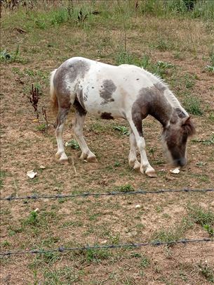 Na prodaju poni šetland kobila