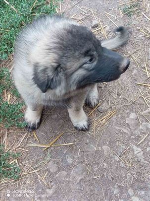 Šarplaninac, štene