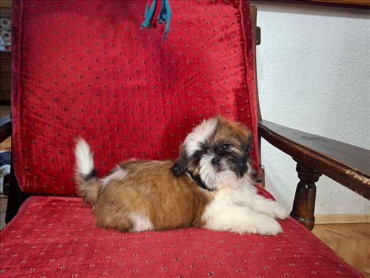Čistokrvni Ši Cu (Shih Tzu) štenci