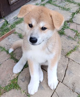 Na prodaju štenci japanske Akite (Akita Inu)
