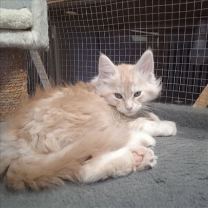 Maine Coon , muški mačići