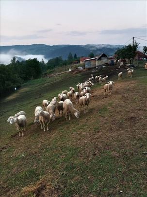Vitemberg ovce