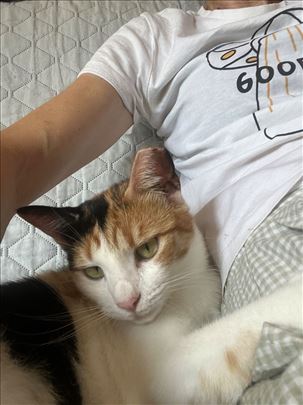 Milica naveća maza iz Beograda