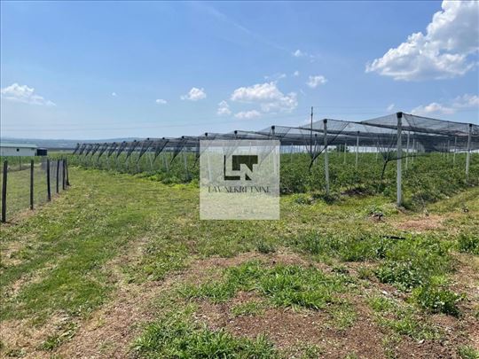 PlantaŽa Borovnica Sa Infrastrukturom – Rajkovac, 