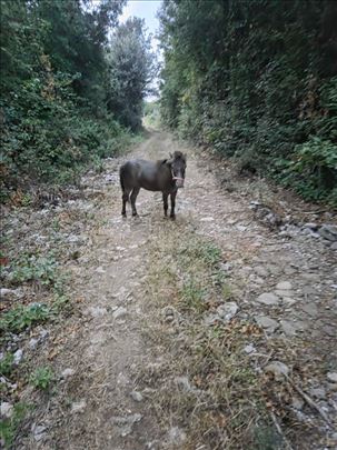 Na prodaju Poni