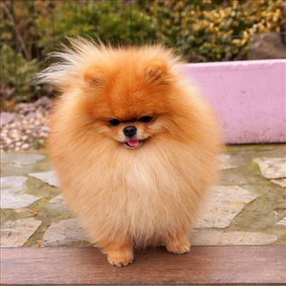 Pomeranc, pomeranci odrastao pas teddy bear tip 
