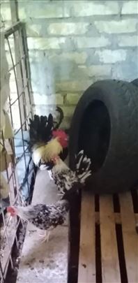 Petlici kikirezani