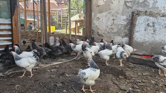 Petlići Saseks i Australorp 