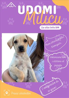 Štene Milica traži svoj dom