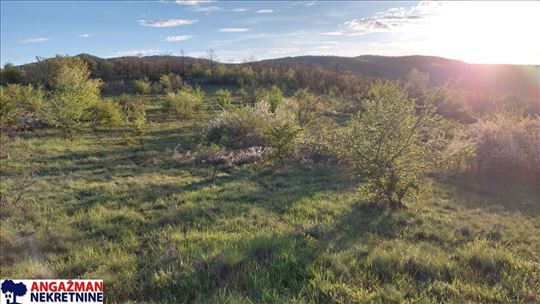 Zaječar - Lasovo 2ha 84ara 52kvm