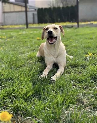 Mešanac Labradora na poklon
