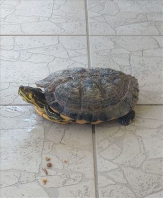 Zutouha vodena kornjaca