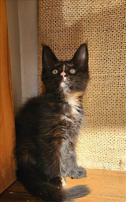 Maine Coon macici