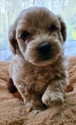 Maltipoo muzjak