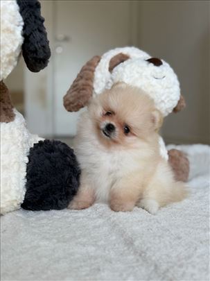 Toypoodles&pom ROYAL dostupne mini pomeranke