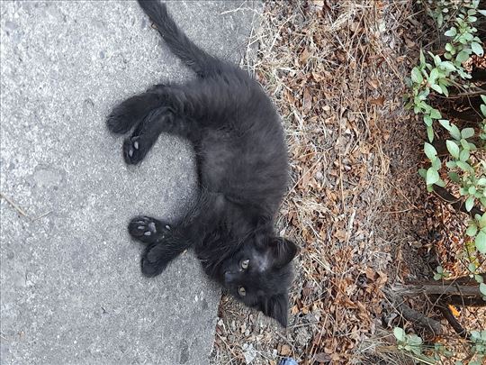 Kurilska Bobtail , mače