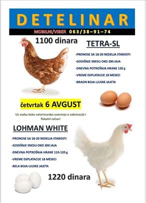 Prodaja mladih koka nosilja