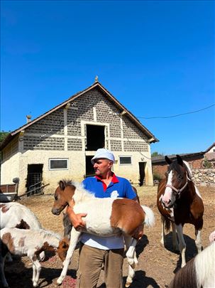 Prodajem ždrebad